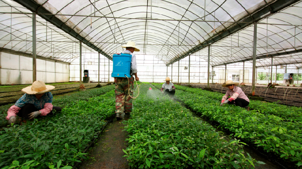 永安林业乡土珍贵树种良种和耐寒桉树良种获得省级财政林木良种专项资金支持