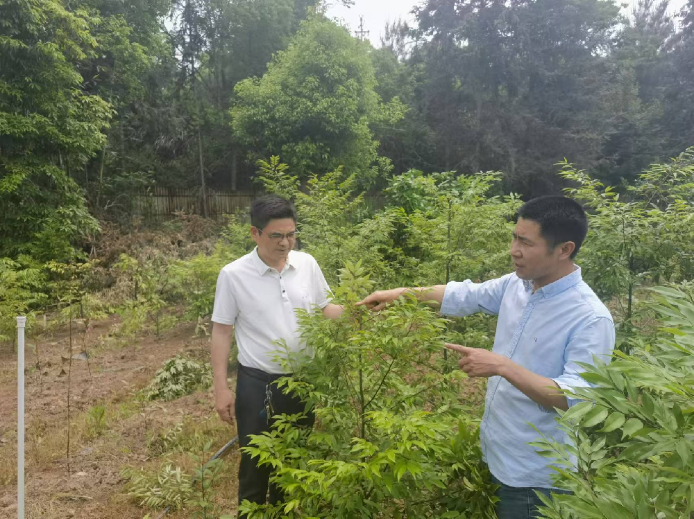 福建省“红锥良种选育与繁育技术研究”攻关项目研讨会在永安林业召开