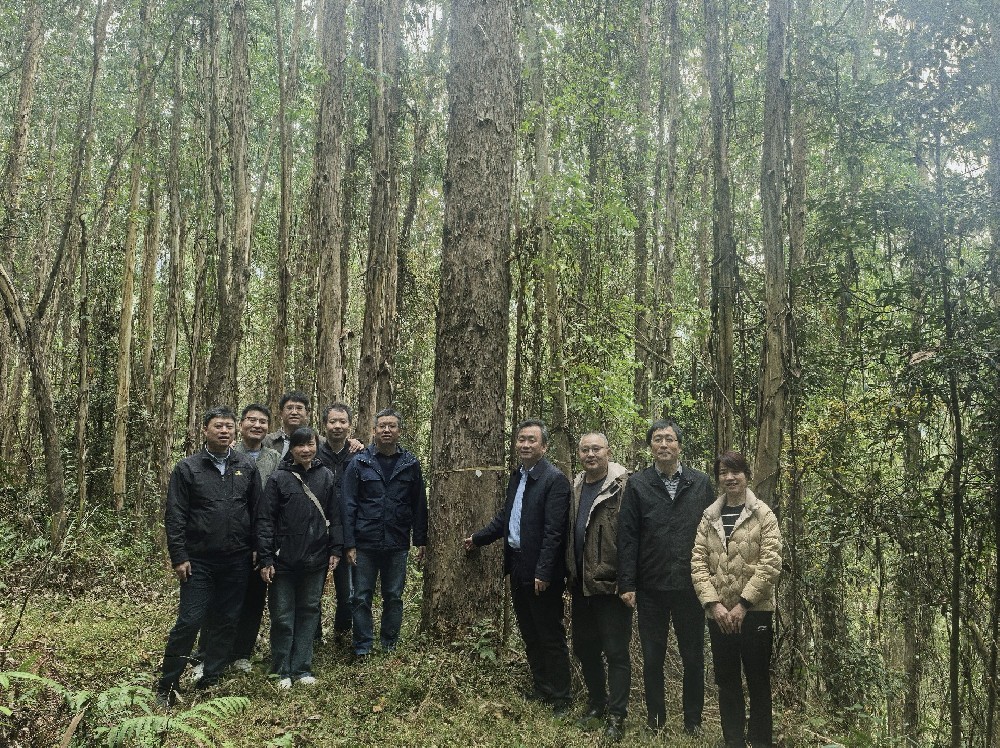 中国林业科学研究院速生树木研究所 所长白登忠一行到永安林业调研